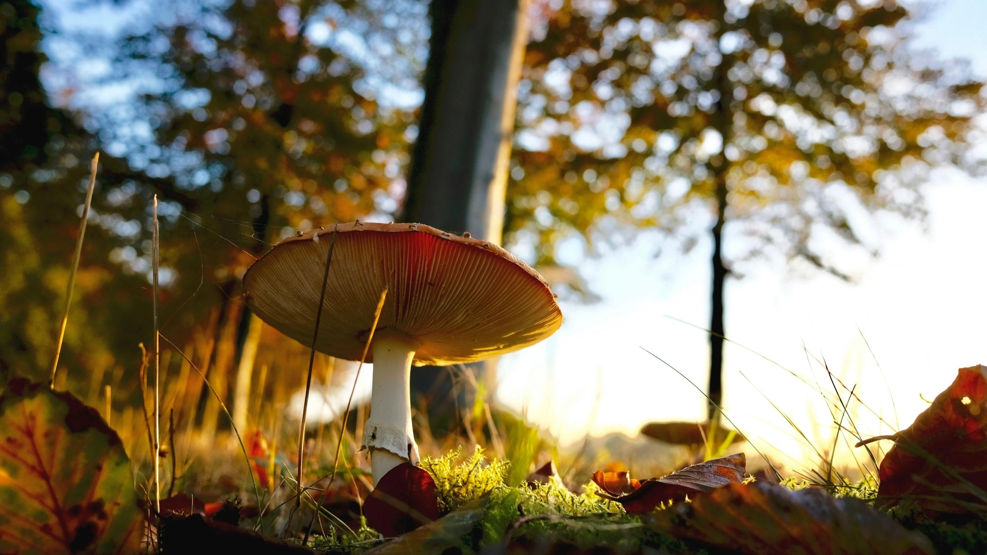 Natuurgebieden