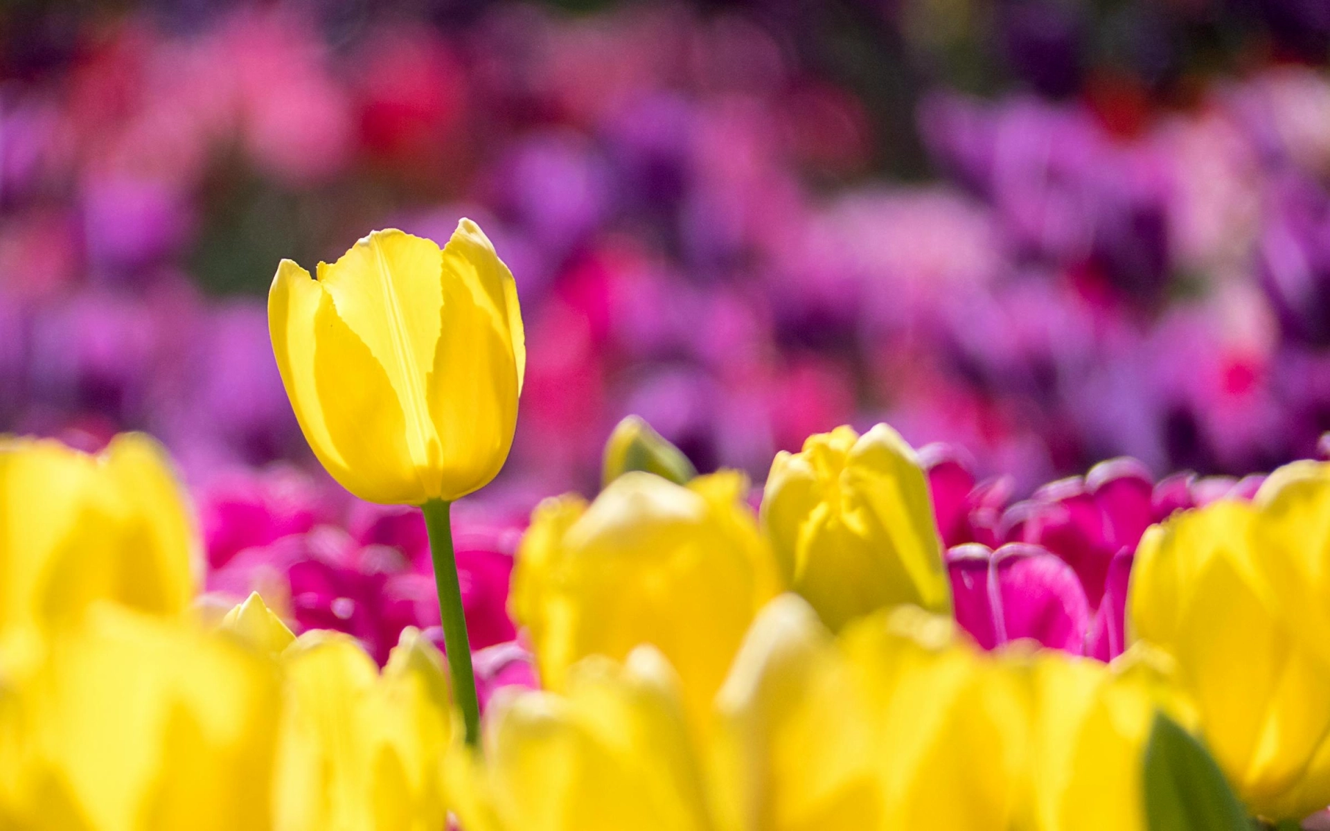 Tulpen